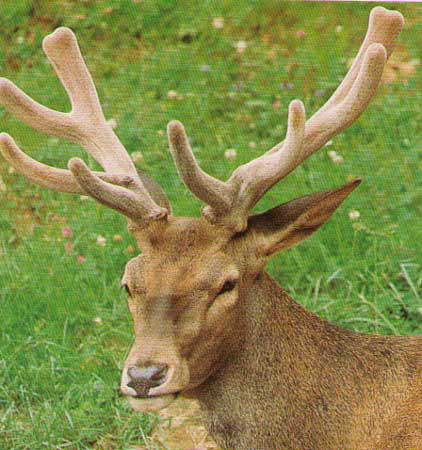 Cuerna nueva en los ciervos (Asturias)