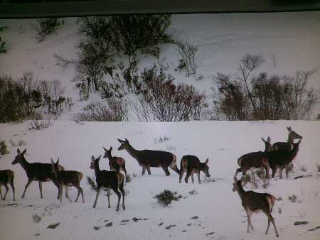 Ciervos entre la nieve (Asturias)