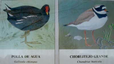 Polla y Chorlitejo (Asturias)