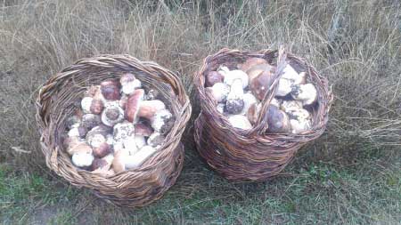 Boletus recogidos en oto&ntilde;o