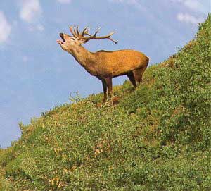 Ciervo en &eacute;poca de apareamiento