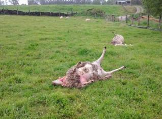Oveja muerta por lobo en Otur (Asturias)