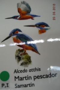 Mart&iacute;n Pescador por Villaviciosa (Asturias)